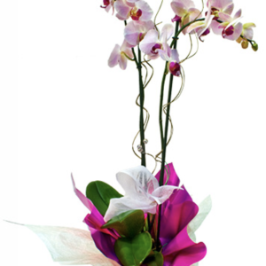 Orquídea Color